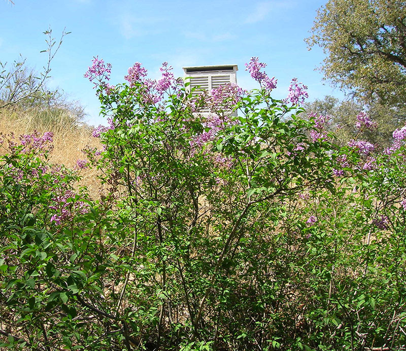 Rare and wild lilac bush