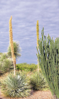 Quail Creek desert spoon stalks after flowering