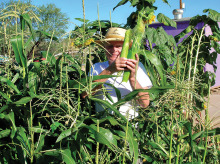 Fruits of the harvest