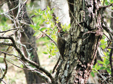 Arizona Woodpecker; photo by Jeff Babson