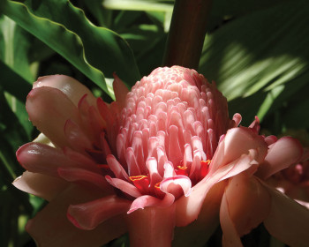 Second Place: Loretta Klingenberg - Cairns Botanical Beauty