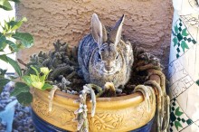 Second Place: Bob Johnson - Cactus Rabbit