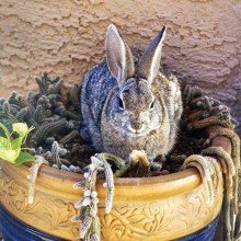 Second Place: Bob Johnson - Cactus Rabbit