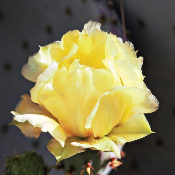 Third Place (tie): Christel Phillips - Yellow Cactus Bloom