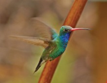 Male Broad-billed Hummingbird in flight