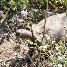 Jeff Krueger: Tortoise enclosure