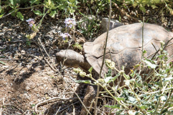Jeff Krueger: Tortoise enclosure
