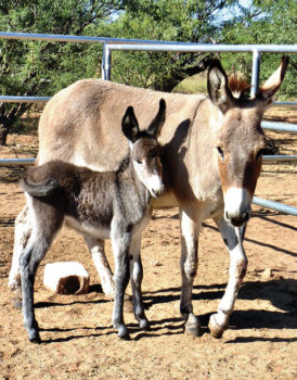 Mama burro Rosie and baby Rosetta; photo courtesy of Joie Giunta.