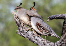 Jeff Krueger’s first place photo, Affection Quail Style