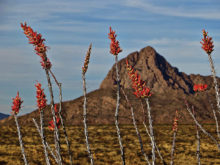 Second Place Ocotillo Birthday by Steve Piepmeier