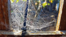 First place went to Pete Murphy and his photo, Spider Web.