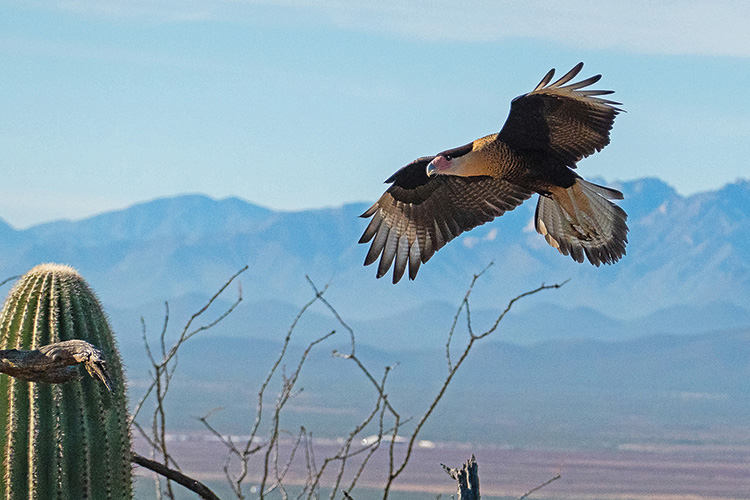 1st Place - Crested Caracara Landing by John Tubbs