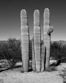 Three cacti black and white (Photo by Deb Nesbitt)