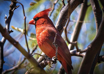 Early morning cardinal (Photo by Ron Skelton)