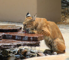 1st place, entry 30, Monte Hudson’s “Bobcat at Fountain”