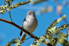John Tubbs with his first place winner, Blue Gray Gnatcatcher.