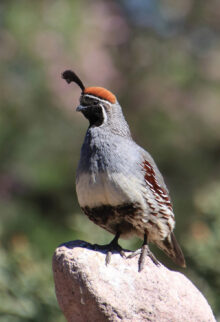 Gambels Quail