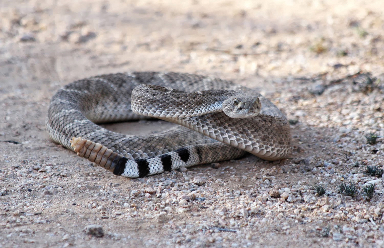 Western diamondback rattlesnake