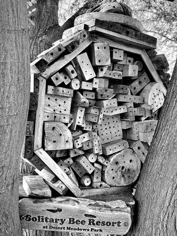 Steve Piepmeier won second place with his photo Bee Resort.