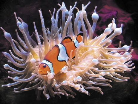 Shari Rodgers won first place with her photo Clowning Around.