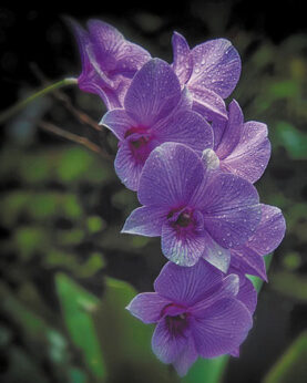 Shari Rodgers won second place with her photo Lavender Morning.