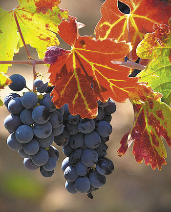 Jan Hartsell won third place with her photo Ready for Harvest.