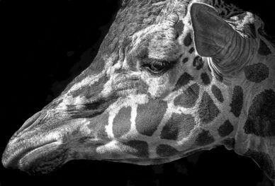 Shari Rodgers won third place with her photo Seeing Spots.