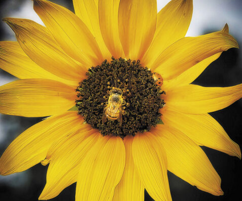 Shari Rodgers won first place with her photo Mellow Yellow.