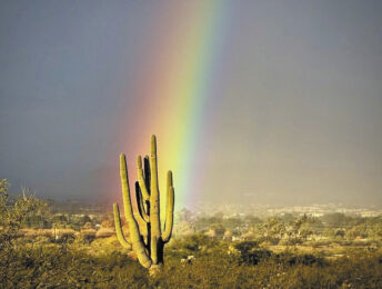 “Colony Saguaro Rainbow”